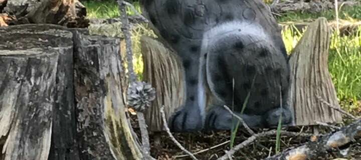 Kong 3D Targets Lynx